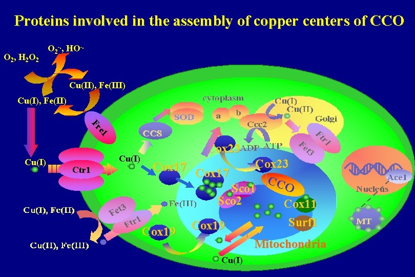 Proteins involved in the assembly of copper centers of CCO O 2 , H