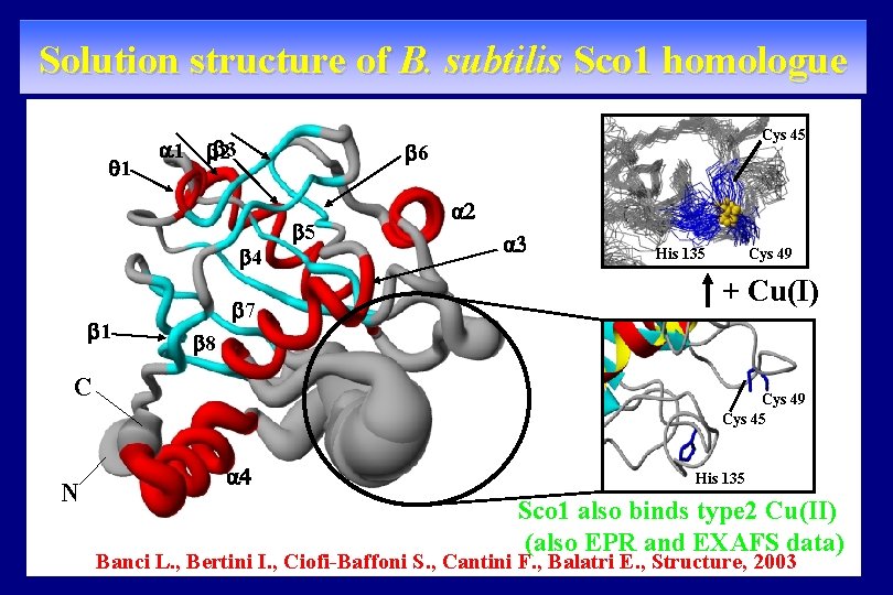 Solution structure of B. subtilis Sco 1 homologue 1 a 1 3 2 6