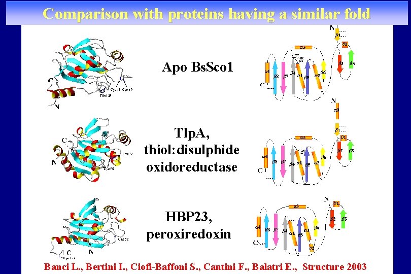 Comparison with proteins having a similar fold Apo Bs. Sco 1 Tlp. A, thiol: