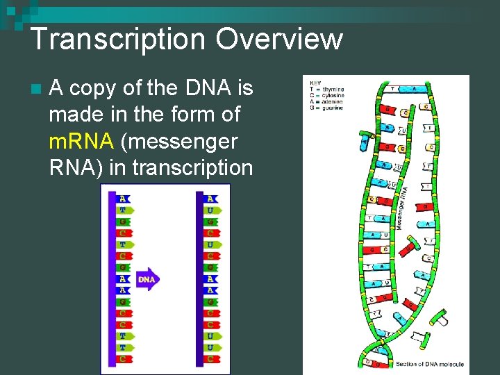Transcription Overview n A copy of the DNA is made in the form of
