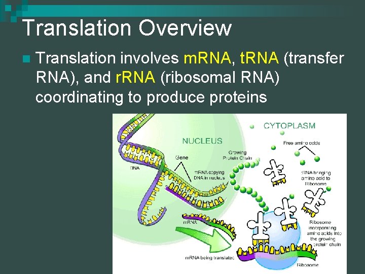 Translation Overview n Translation involves m. RNA, t. RNA (transfer RNA), and r. RNA