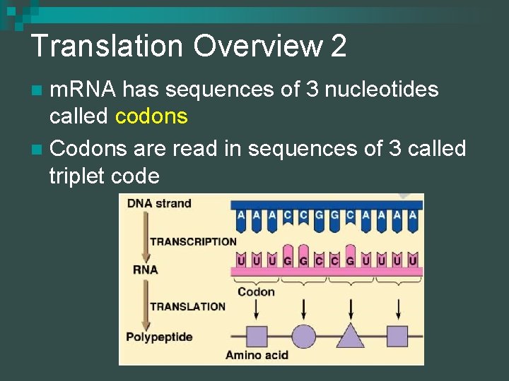 Translation Overview 2 m. RNA has sequences of 3 nucleotides called codons n Codons