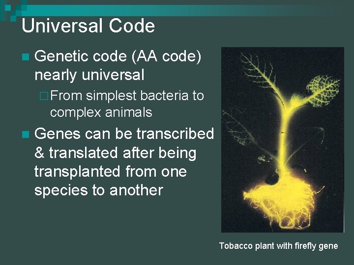 Universal Code n Genetic code (AA code) nearly universal ¨ From simplest bacteria to
