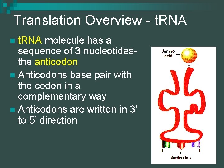 Translation Overview - t. RNA molecule has a sequence of 3 nucleotidesthe anticodon n