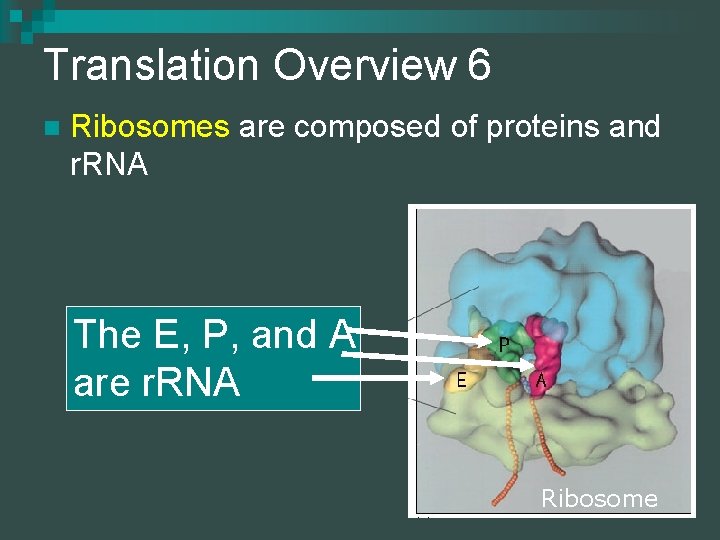 Translation Overview 6 n Ribosomes are composed of proteins and r. RNA The E,