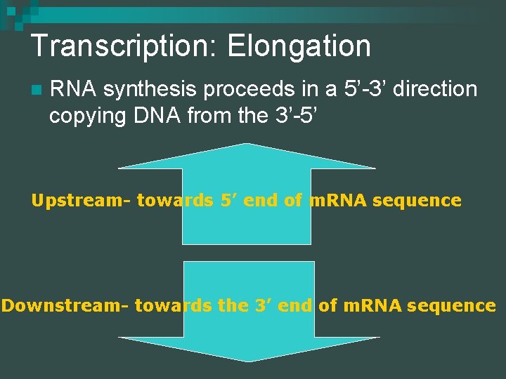 Transcription: Elongation n RNA synthesis proceeds in a 5’-3’ direction copying DNA from the