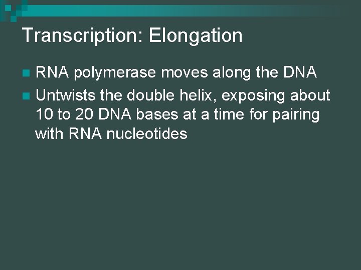 Transcription: Elongation RNA polymerase moves along the DNA n Untwists the double helix, exposing