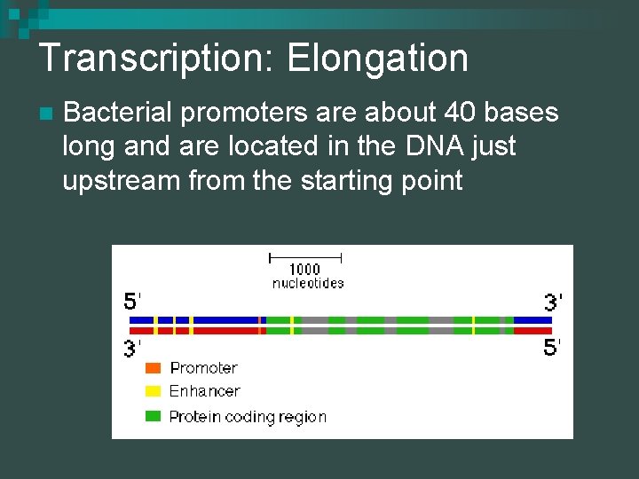 Transcription: Elongation n Bacterial promoters are about 40 bases long and are located in