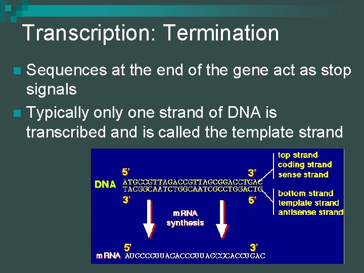 Transcription: Termination Sequences at the end of the gene act as stop signals n