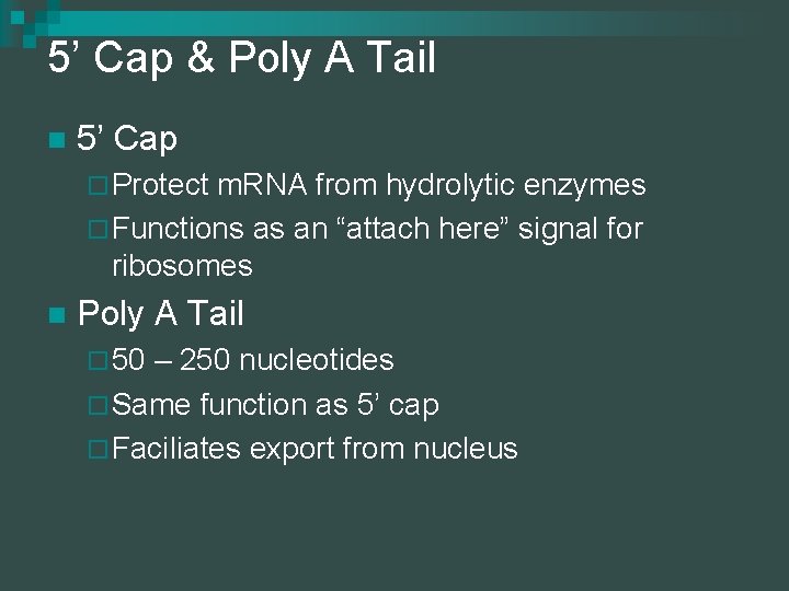 5’ Cap & Poly A Tail n 5’ Cap ¨ Protect m. RNA from