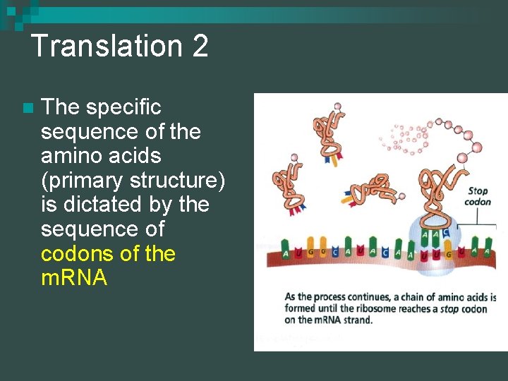 Translation 2 n The specific sequence of the amino acids (primary structure) is dictated