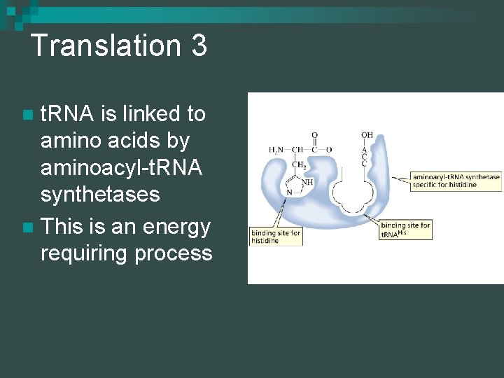 Translation 3 t. RNA is linked to amino acids by aminoacyl-t. RNA synthetases n
