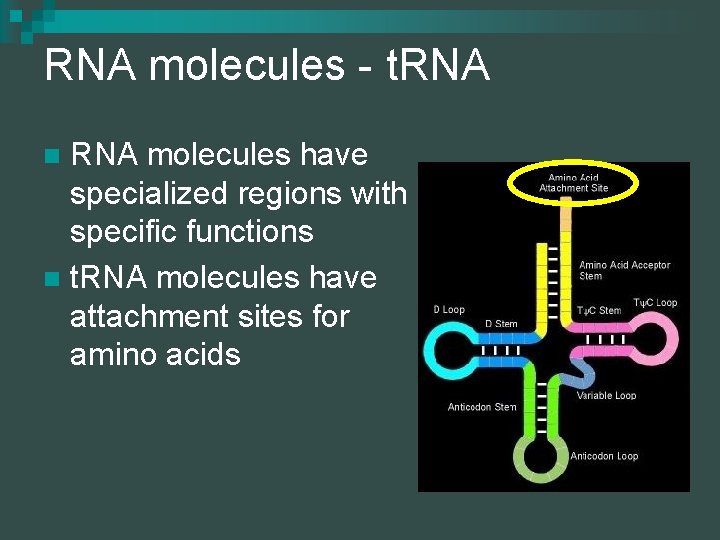RNA molecules - t. RNA molecules have specialized regions with specific functions n t.