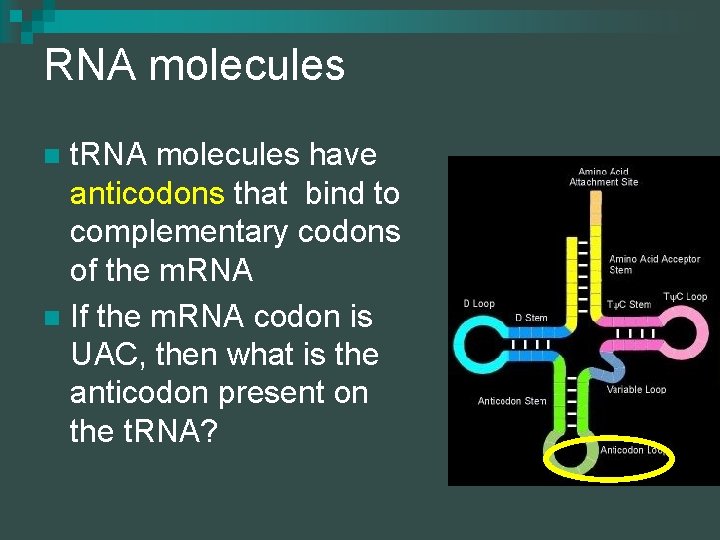 RNA molecules t. RNA molecules have anticodons that bind to complementary codons of the