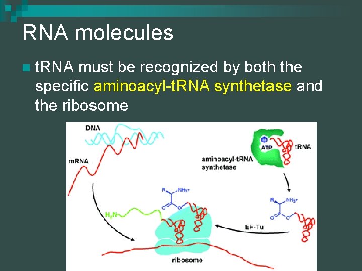 RNA molecules n t. RNA must be recognized by both the specific aminoacyl-t. RNA
