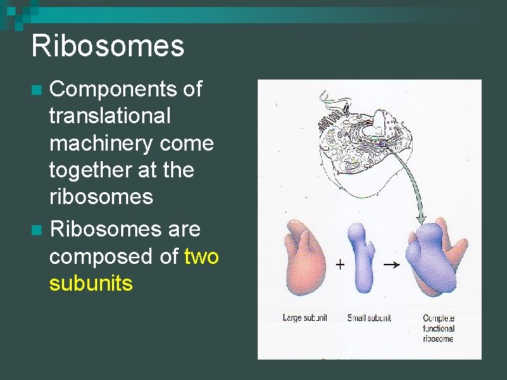Ribosomes Components of translational machinery come together at the ribosomes n Ribosomes are composed