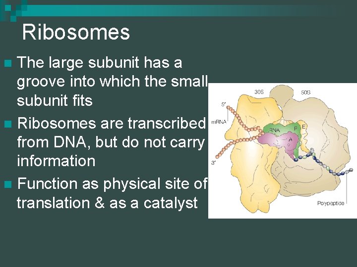 Ribosomes The large subunit has a groove into which the small subunit fits n