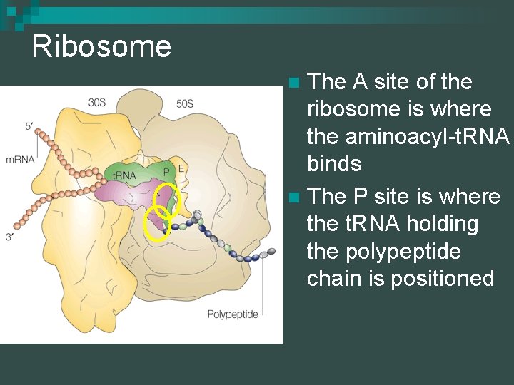 Ribosome The A site of the ribosome is where the aminoacyl-t. RNA binds n