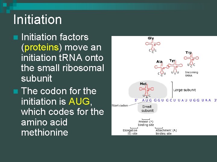 Initiation factors (proteins) move an initiation t. RNA onto the small ribosomal subunit n