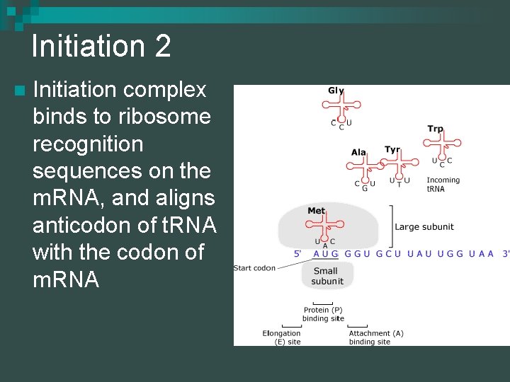 Initiation 2 n Initiation complex binds to ribosome recognition sequences on the m. RNA,