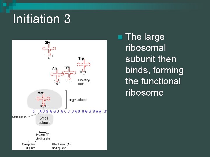 Initiation 3 n The large ribosomal subunit then binds, forming the functional ribosome 