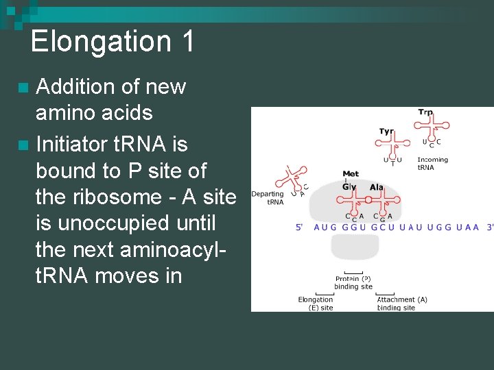 Elongation 1 Addition of new amino acids n Initiator t. RNA is bound to