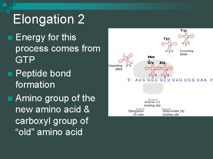 Elongation 2 Energy for this process comes from GTP n Peptide bond formation n