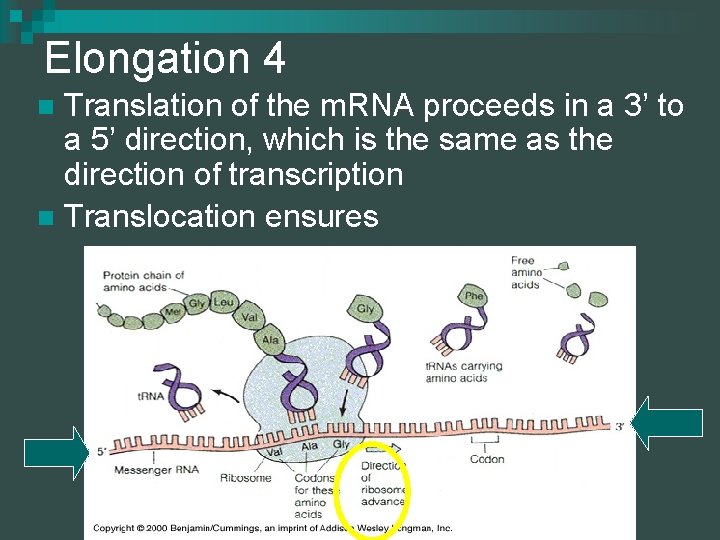 Elongation 4 Translation of the m. RNA proceeds in a 3’ to a 5’