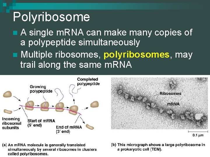 Polyribosome A single m. RNA can make many copies of a polypeptide simultaneously n