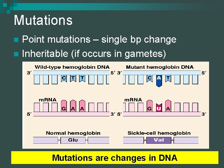 Mutations Point mutations – single bp change n Inheritable (if occurs in gametes) n
