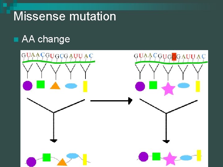 Missense mutation n AA change 
