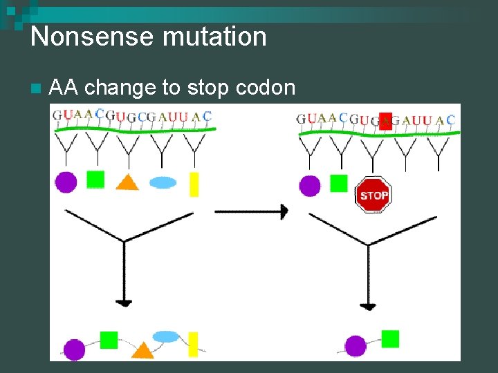 Nonsense mutation n AA change to stop codon 