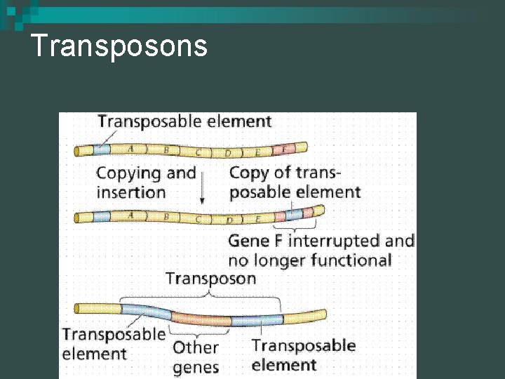 Transposons 