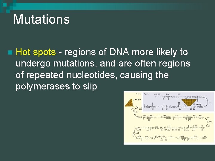 Mutations n Hot spots - regions of DNA more likely to undergo mutations, and