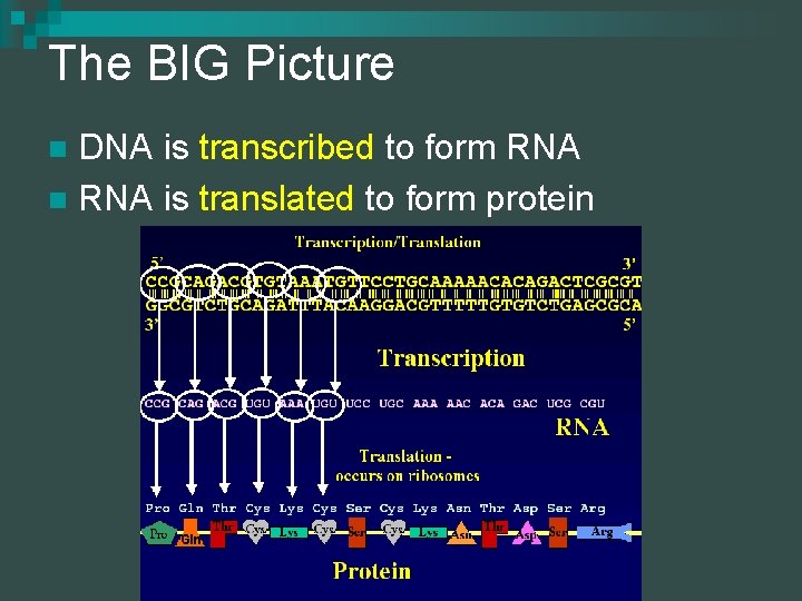 The BIG Picture DNA is transcribed to form RNA n RNA is translated to