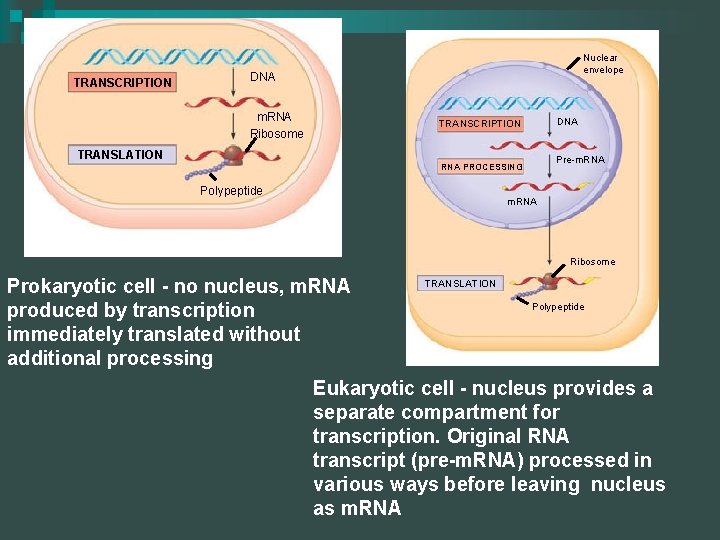 TRANSCRIPTION Nuclear envelope DNA m. RNA Ribosome TRANSCRIPTION TRANSLATION RNA PROCESSING Polypeptide DNA Pre-m.