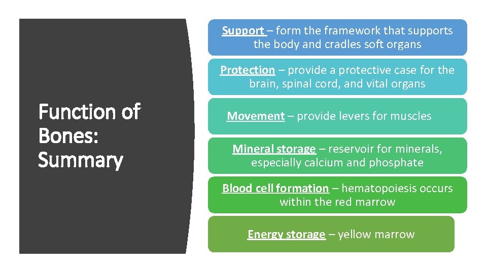 Bones and Skeletal System Regions of the Skeleton