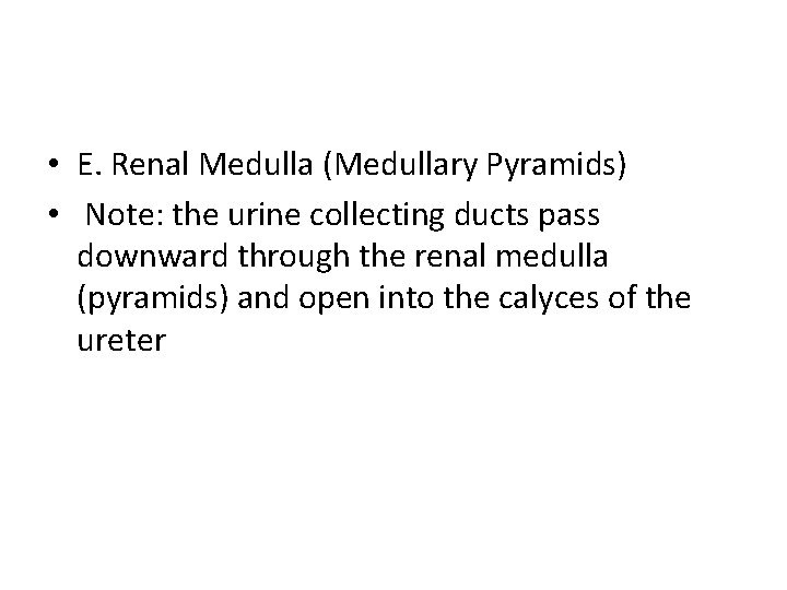  • E. Renal Medulla (Medullary Pyramids) • Note: the urine collecting ducts pass