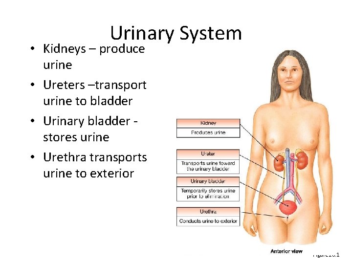 Urinary System • Kidneys – produce urine • Ureters –transport urine to bladder •