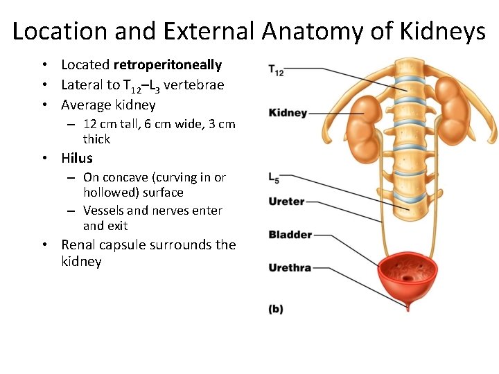 Location and External Anatomy of Kidneys • Located retroperitoneally • Lateral to T 12–L