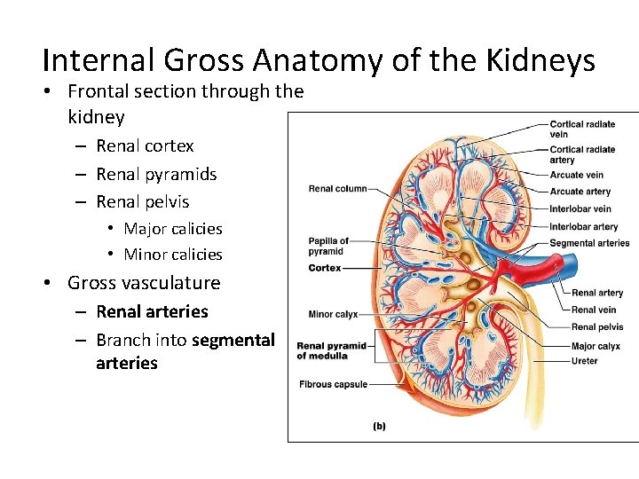 Internal Gross Anatomy of the Kidneys • Frontal section through the kidney – Renal