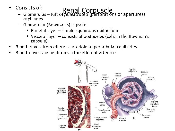  • Consists of: – Renal Corpuscle Glomerulus – tuft of fenestrated (perforations or