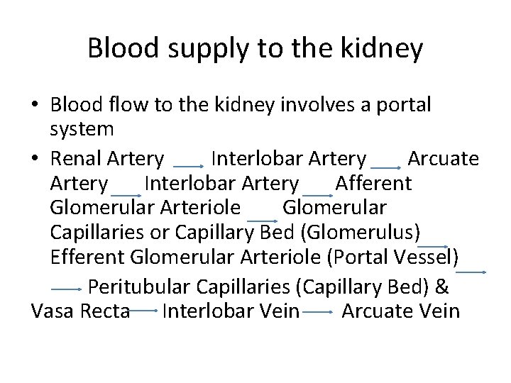 Blood supply to the kidney • Blood flow to the kidney involves a portal