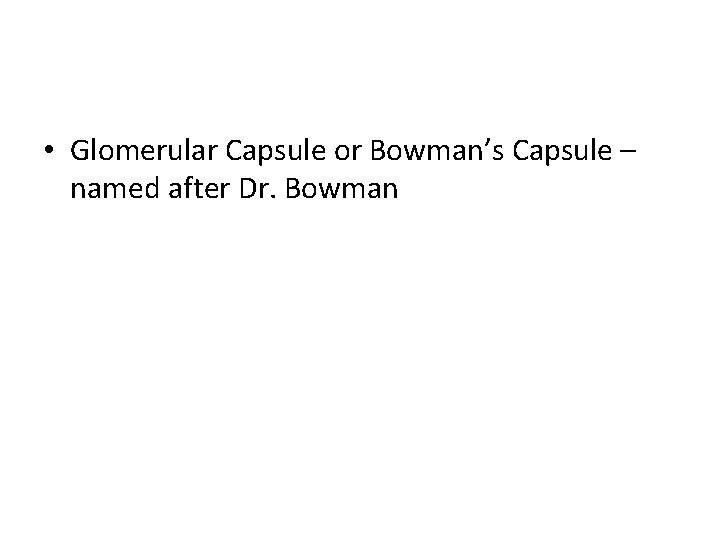  • Glomerular Capsule or Bowman’s Capsule – named after Dr. Bowman 