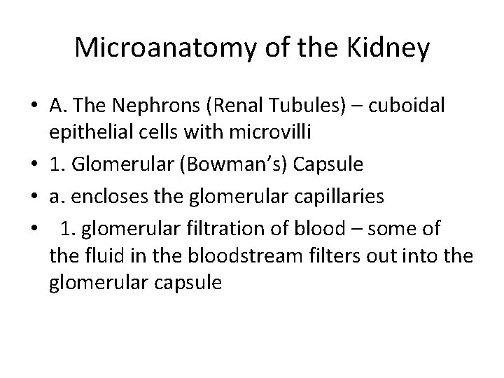 Microanatomy of the Kidney • A. The Nephrons (Renal Tubules) – cuboidal epithelial cells