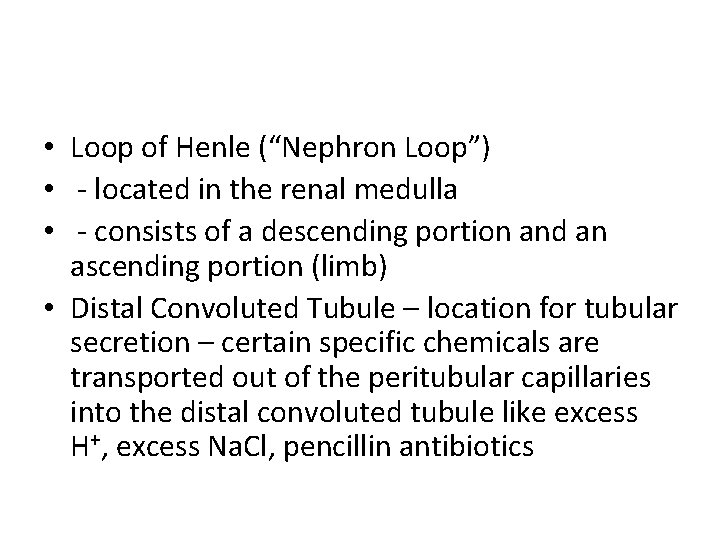  • Loop of Henle (“Nephron Loop”) • - located in the renal medulla