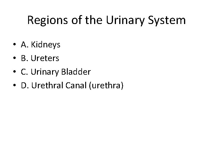 Regions of the Urinary System • • A. Kidneys B. Ureters C. Urinary Bladder