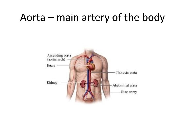 Aorta – main artery of the body 