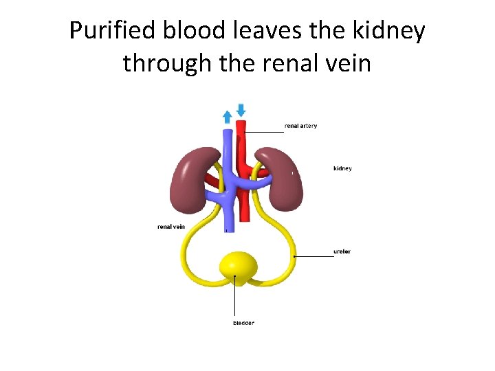 Purified blood leaves the kidney through the renal vein 