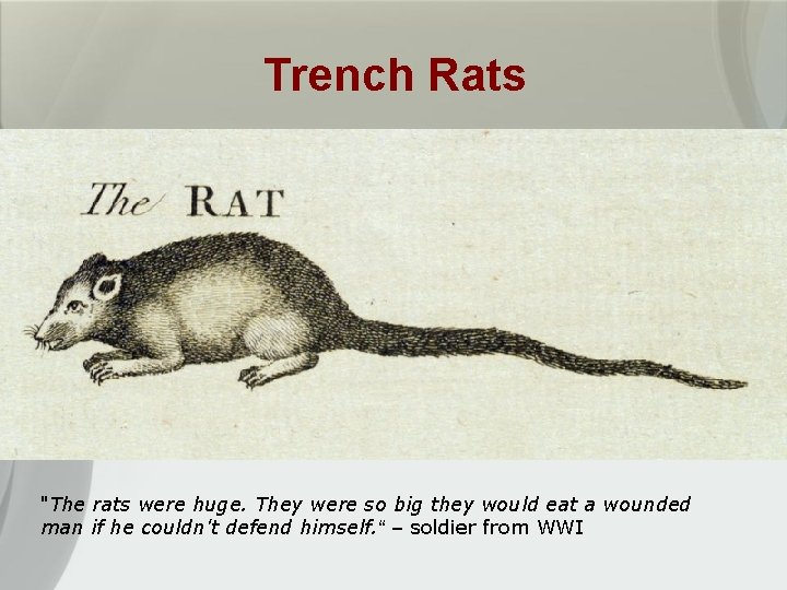 Trench Rats "The rats were huge. They were so big they would eat a